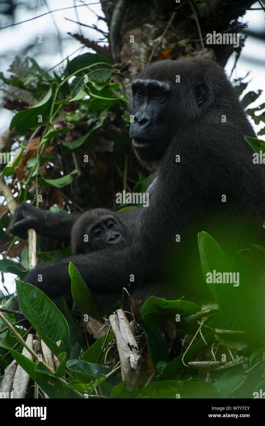 Western lowland gorilla (Gorilla gorilla gorilla) female and infant in tree. Ngaga, Odzala-Kokoua National Park, Republic of Congo (Congo-Brazzaville), Africa. Critically Endangered species. Stock Photo