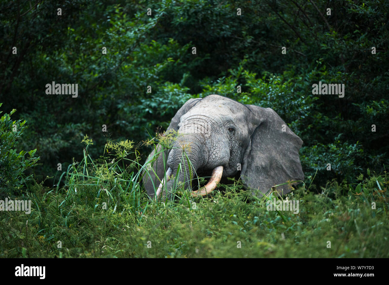 African forest elephant (Loxodonta cyclotis) feeding. Lekoli River, Republic of Congo (Congo-Brazzaville), Africa. Vulnerable species. Stock Photo