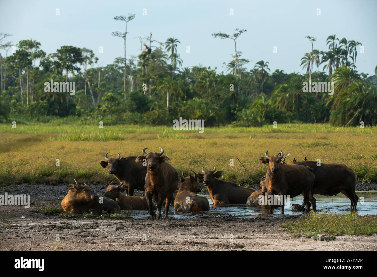 Forest buffaloes (Syncerus caffer nanus) wallowing. Lango Bai, Republic of Congo (Congo-Brazzaville), Africa. Stock Photo