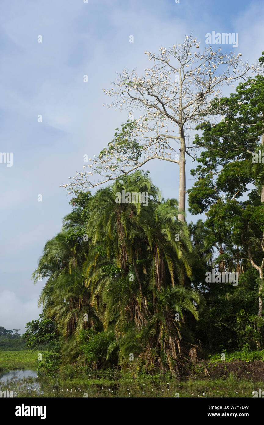 Trees on bank of Lekoli River, Republic of Congo (Congo-Brazzaville), Africa, June 2013. Stock Photo