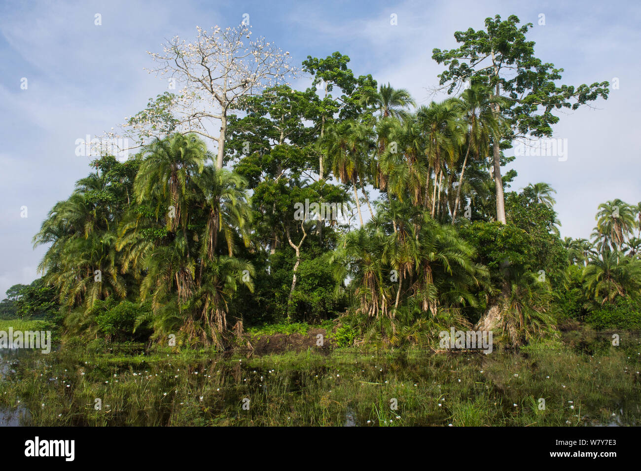 Trees on bank of Lekoli River, Republic of Congo (Congo-Brazzaville), Africa, June 2013. Stock Photo