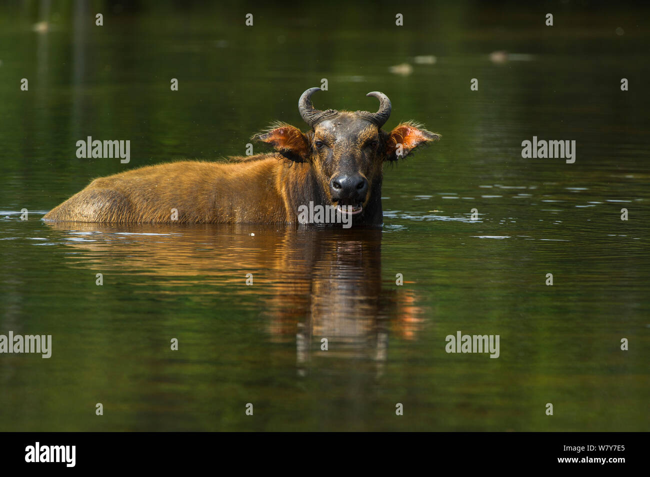 Forest buffalo (Syncerus caffer nanus) wallowing. Lango Bai, Republic of Congo (Congo-Brazzaville), Africa. Stock Photo