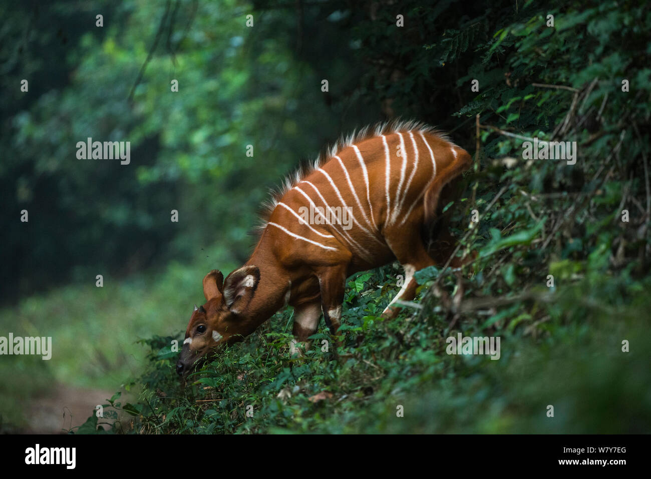 Bongo (Tragelaphus eurycerus) Mbomo, Odzala-Kokoua National Park, Republic of Congo (Congo-Brazzaville), Africa. Stock Photo