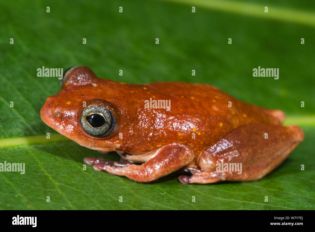 Tree frog (Hyperoliidae) Lango Bai, Republic of Congo (Congo-Brazzaville) Africa. Stock Photo