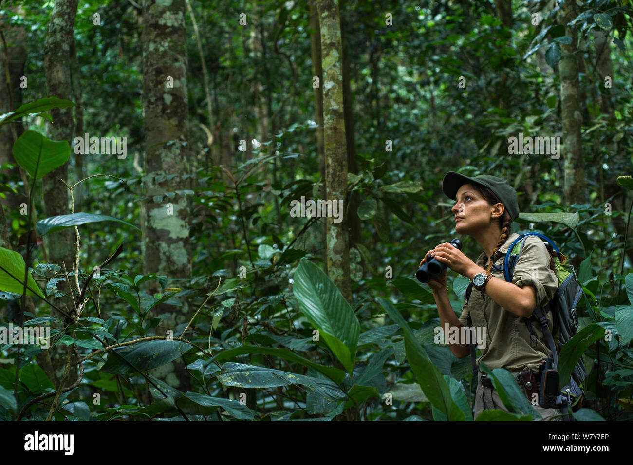 Wilderness Safari guide Stephanie Courtines in forest, Ngaga, Republic of Congo (Congo-Brazzaville), Africa, June 2013. Stock Photo