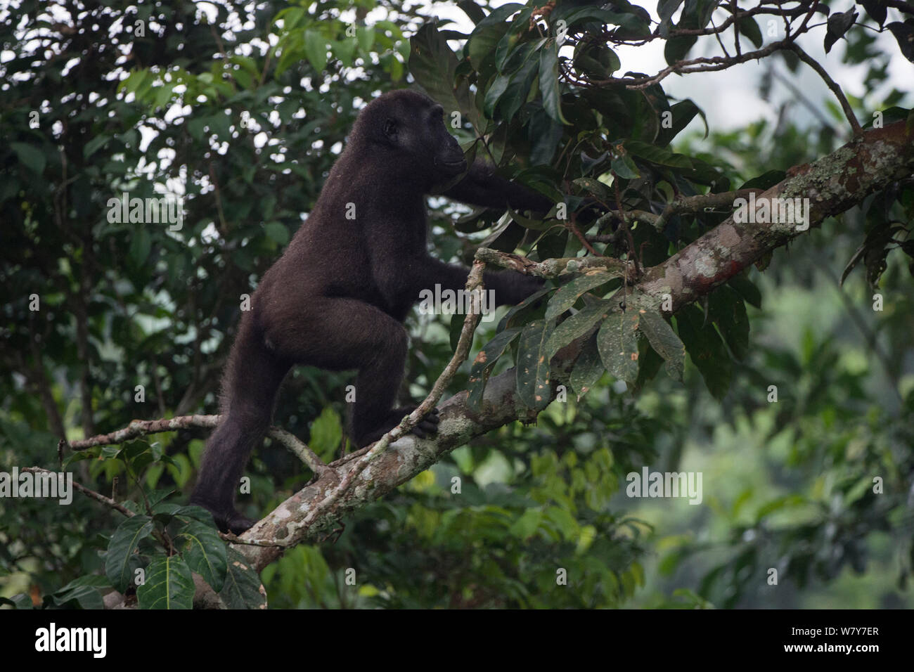 Western lowland gorilla (Gorilla gorilla gorilla) climbing fallen trunk. Ngaga, Odzala-Kokoua National Park, Republic of Congo (Congo-Brazzaville), Africa. Critically Endangered species. Stock Photo