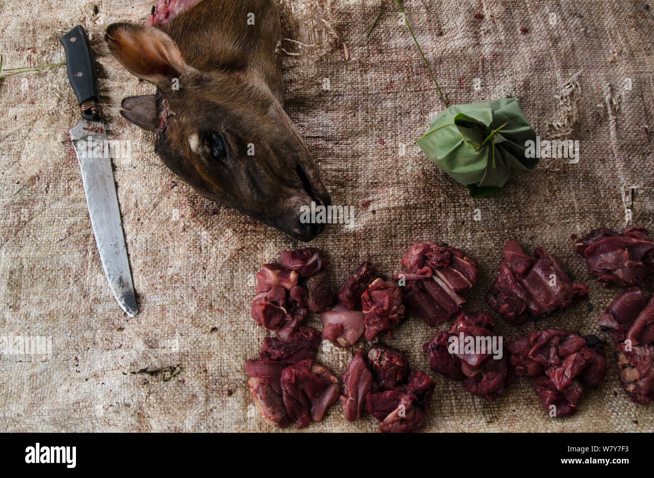 Butchered Peter&#39;s duiker (Cephalophus callipygus) killed for bushmeat. Mbomo market, Republic of Congo (Congo-Brazzaville), Africa, June 2013. Stock Photo