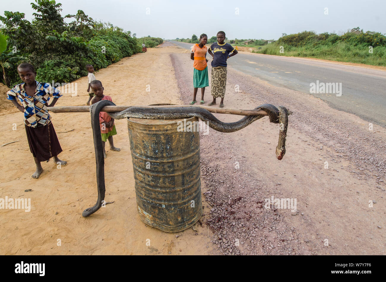 Local people with African rock python (Python sebae) at roadside, killed for bushmeat. Road from Brazzaville to Mbomo, Republic of Congo (Congo-Brazzaville), Africa, June 2013. Stock Photo
