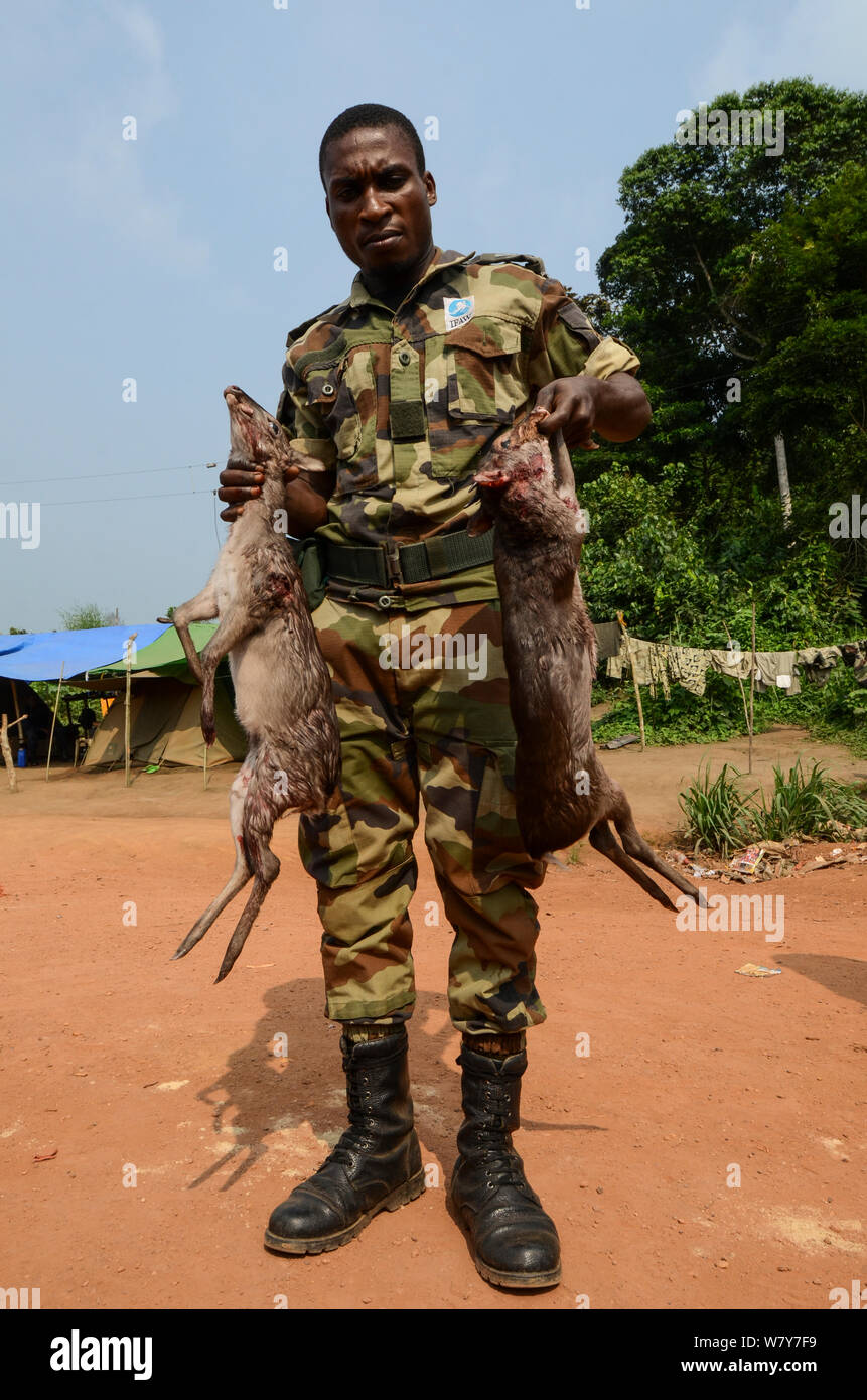 Guard with confiscated Western blue duiker (Philantomba monticola congicus) carcasses, killed for bushmeat. Yengo Eco Guard control point, Odzala-Kokoua National Park. Republic of Congo (Congo-Brazzaville), Africa, June 2013. Stock Photo