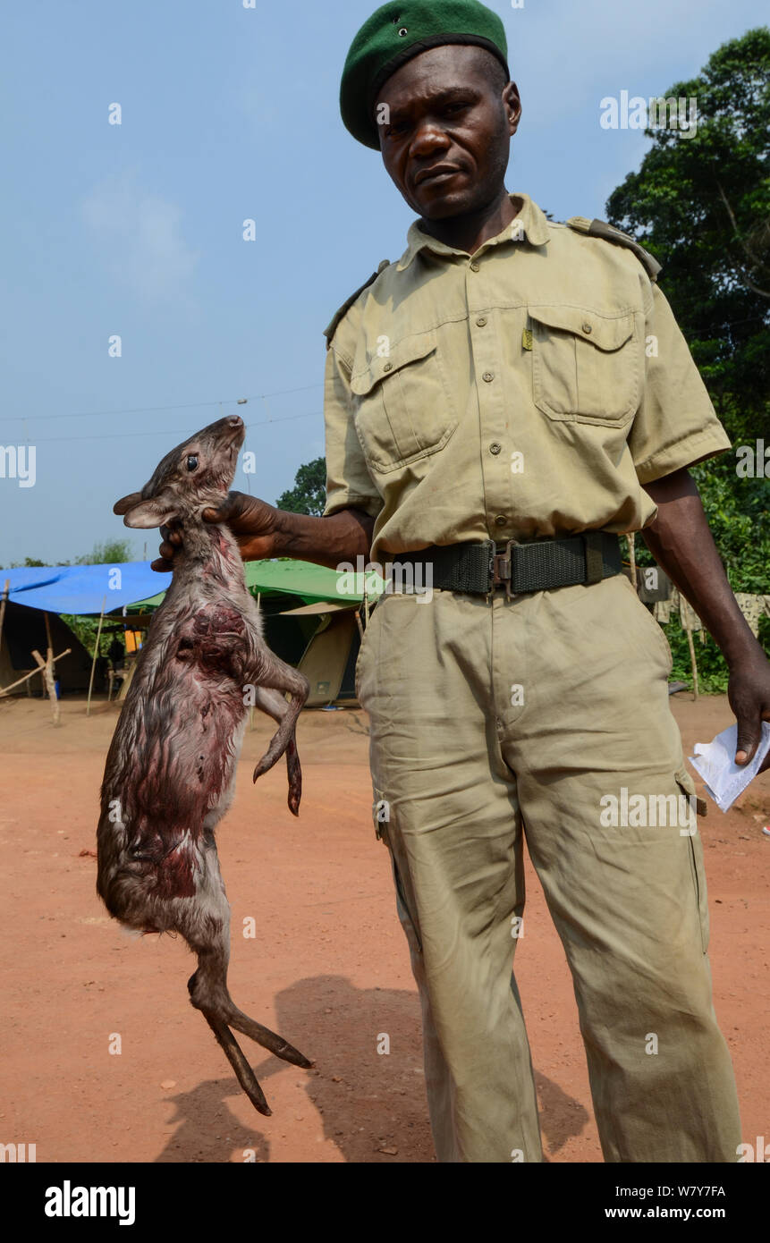 Guard with confiscated Western blue duiker (Philantomba monticola congicus) carcass, killed for bushmeat. Yengo Eco Guard control point, Odzala-Kokoua National Park. Republic of Congo (Congo-Brazzaville), Africa, June 2013. Stock Photo