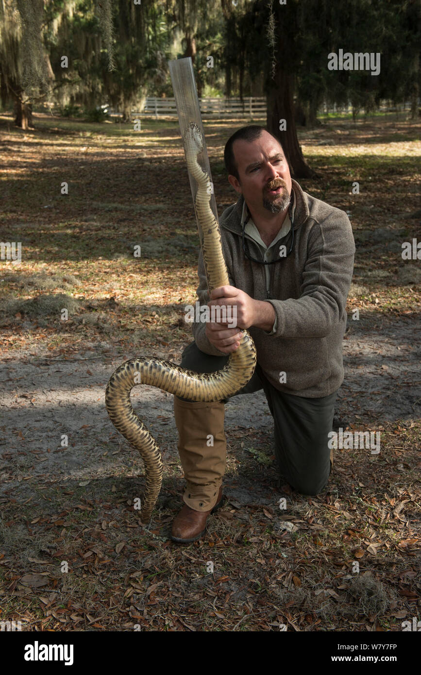 Man handling snake hires stock photography and images Alamy