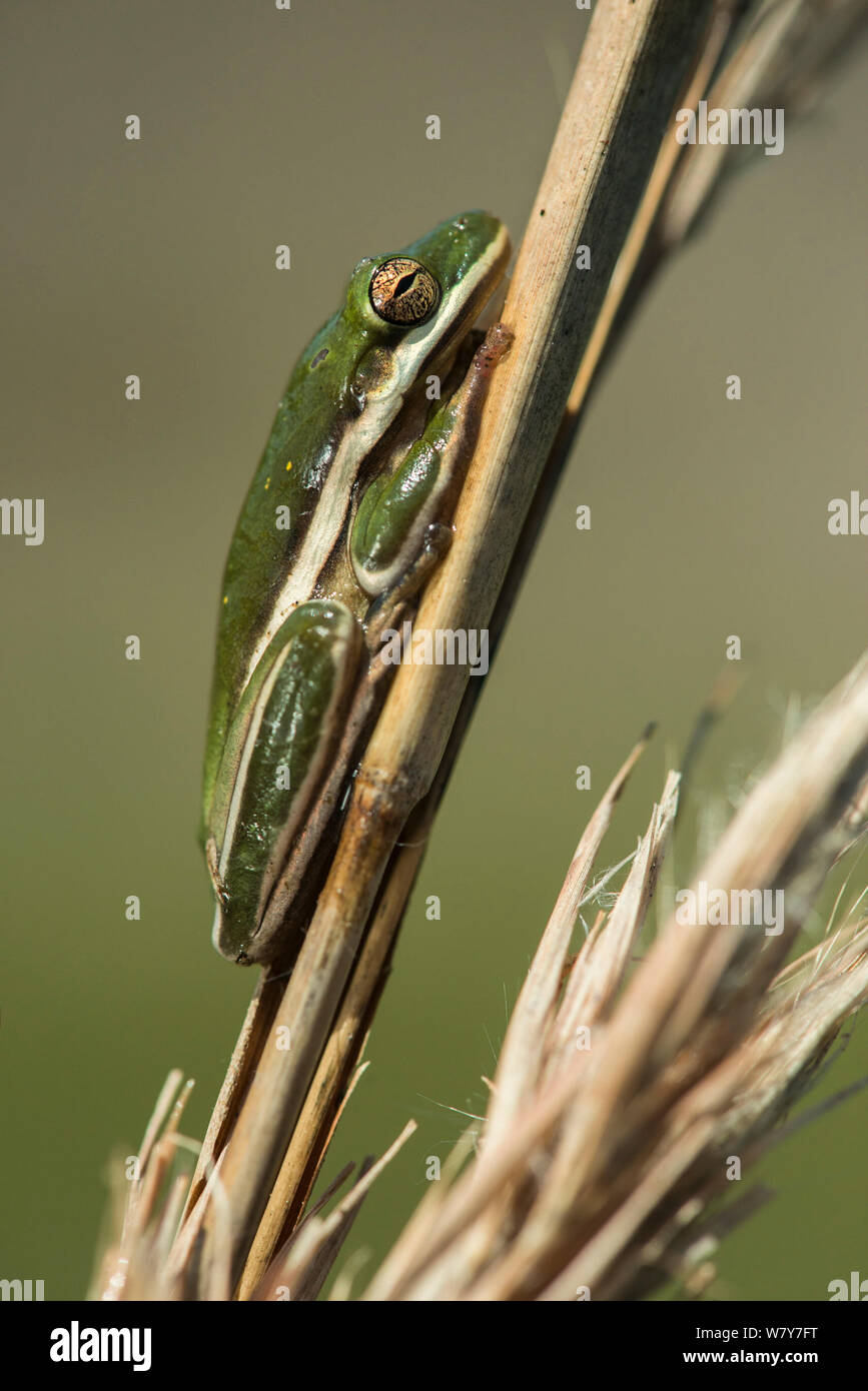 Tree frog on moss Stock Photo by ©Klanneke 9025386