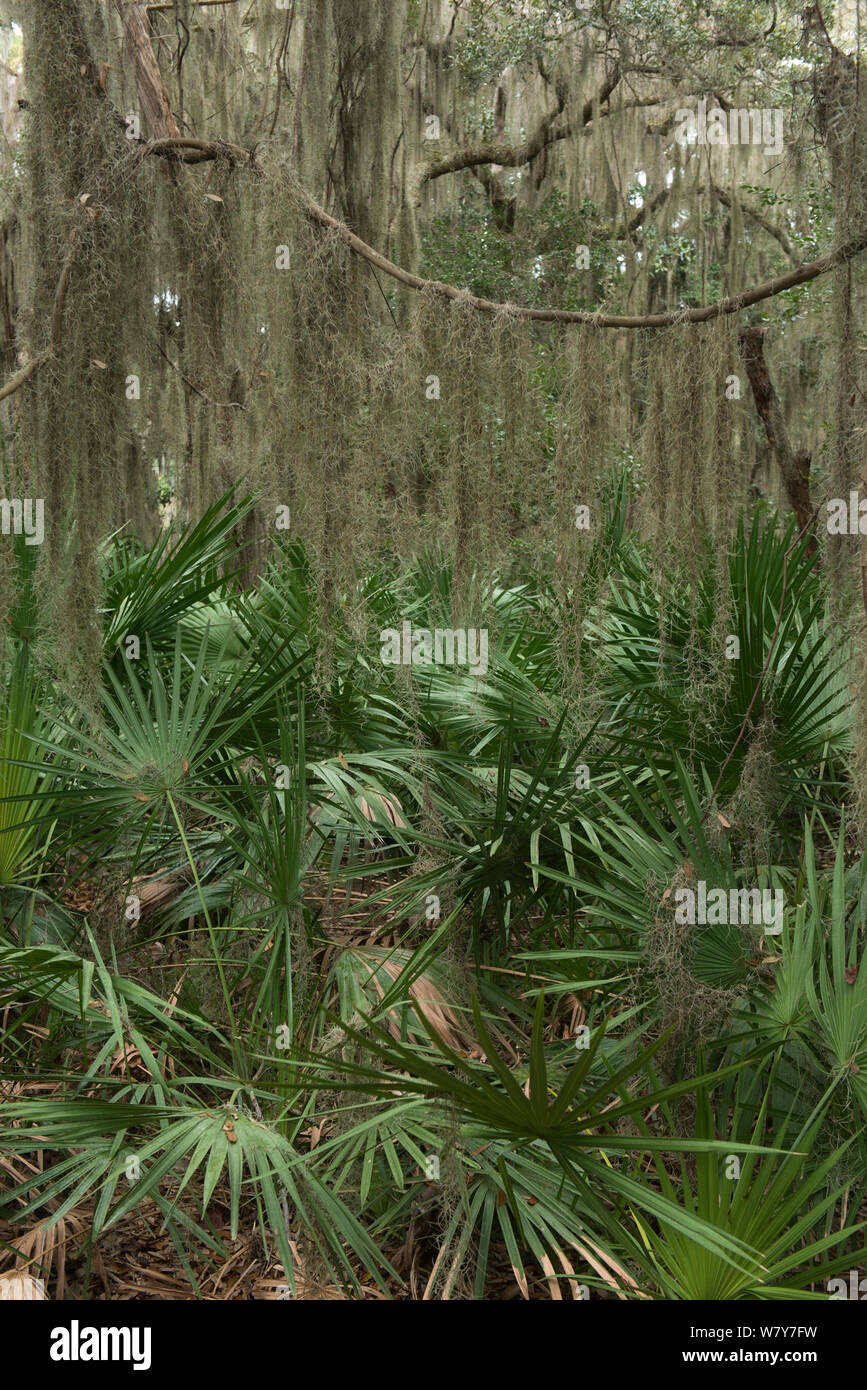 Saw palmetto (Serenoa repens) Coastal forest, Little St Simon&#39;s Island, Barrier Islands, Georgia, USA, March. Stock Photo