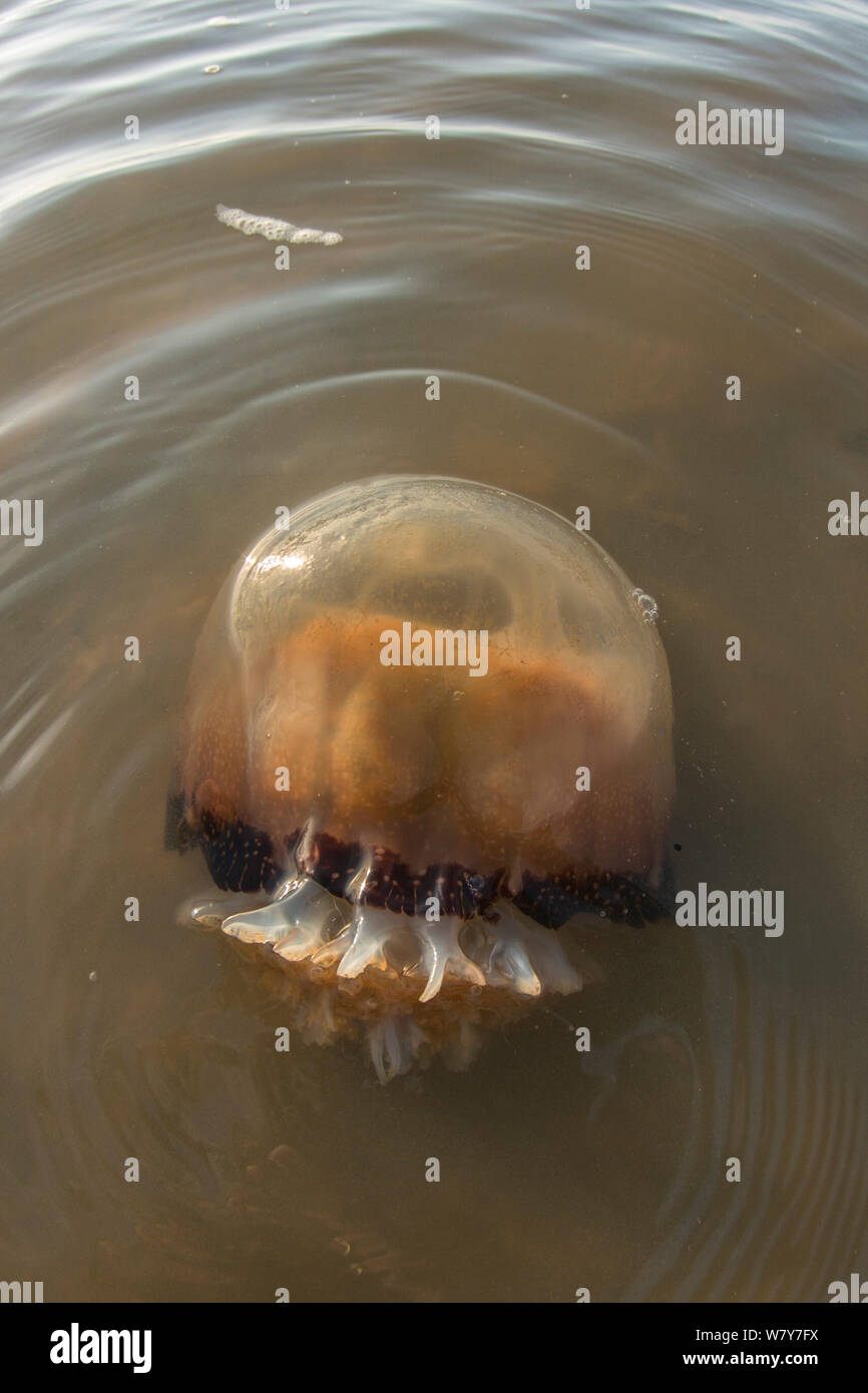 Cannonball jellyfish (Stomolophus meleagris) stranded on beach. Little