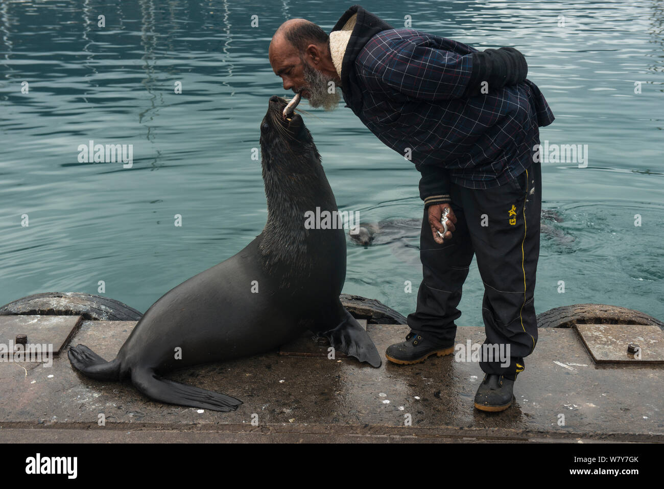 Cape fur seal (Arctocephalus pusillus) taking fish from the mouth of a fisherman. Hout Bay harbor, Western Cape, South Africa. Stock Photo