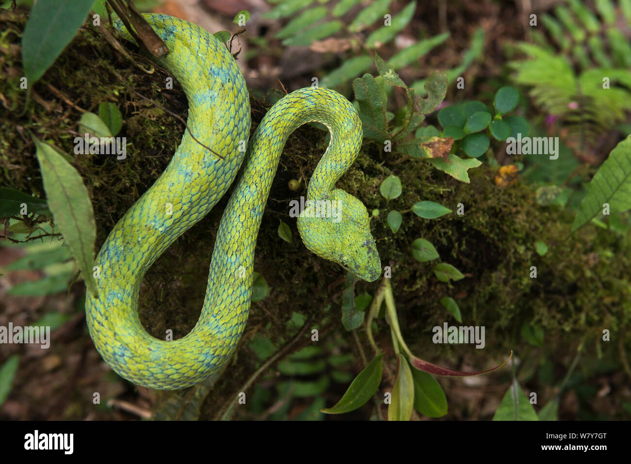 Eyelash viper (Bothriechis schlegelii) Ecuador. Captive, occurs in Central and South America. Stock Photo