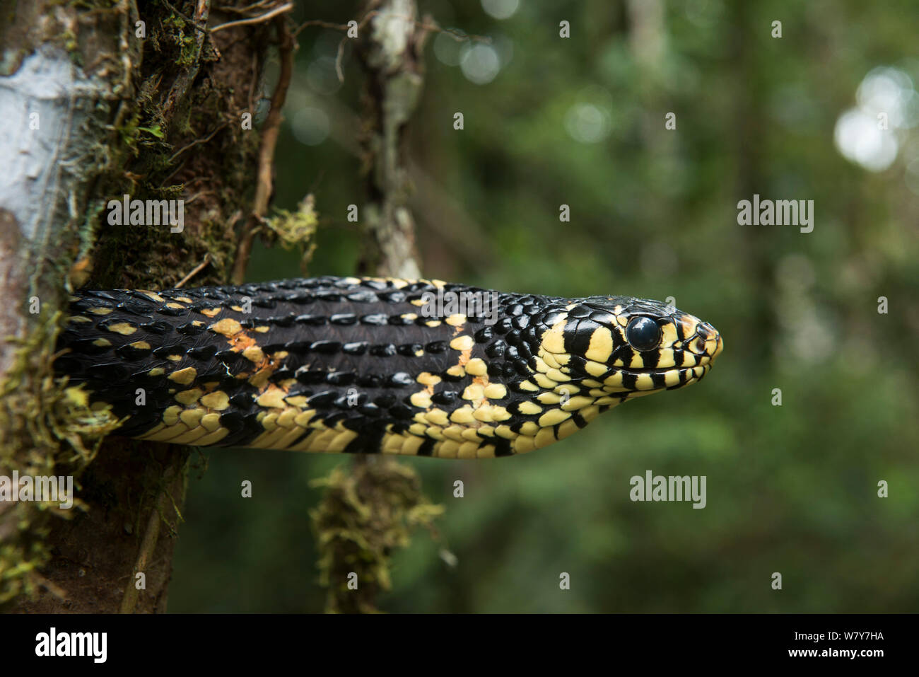Tropical chicken snake (Spilotes pullatus) Amazon, Ecuador. Captive, occurs in Central and South America. Stock Photo