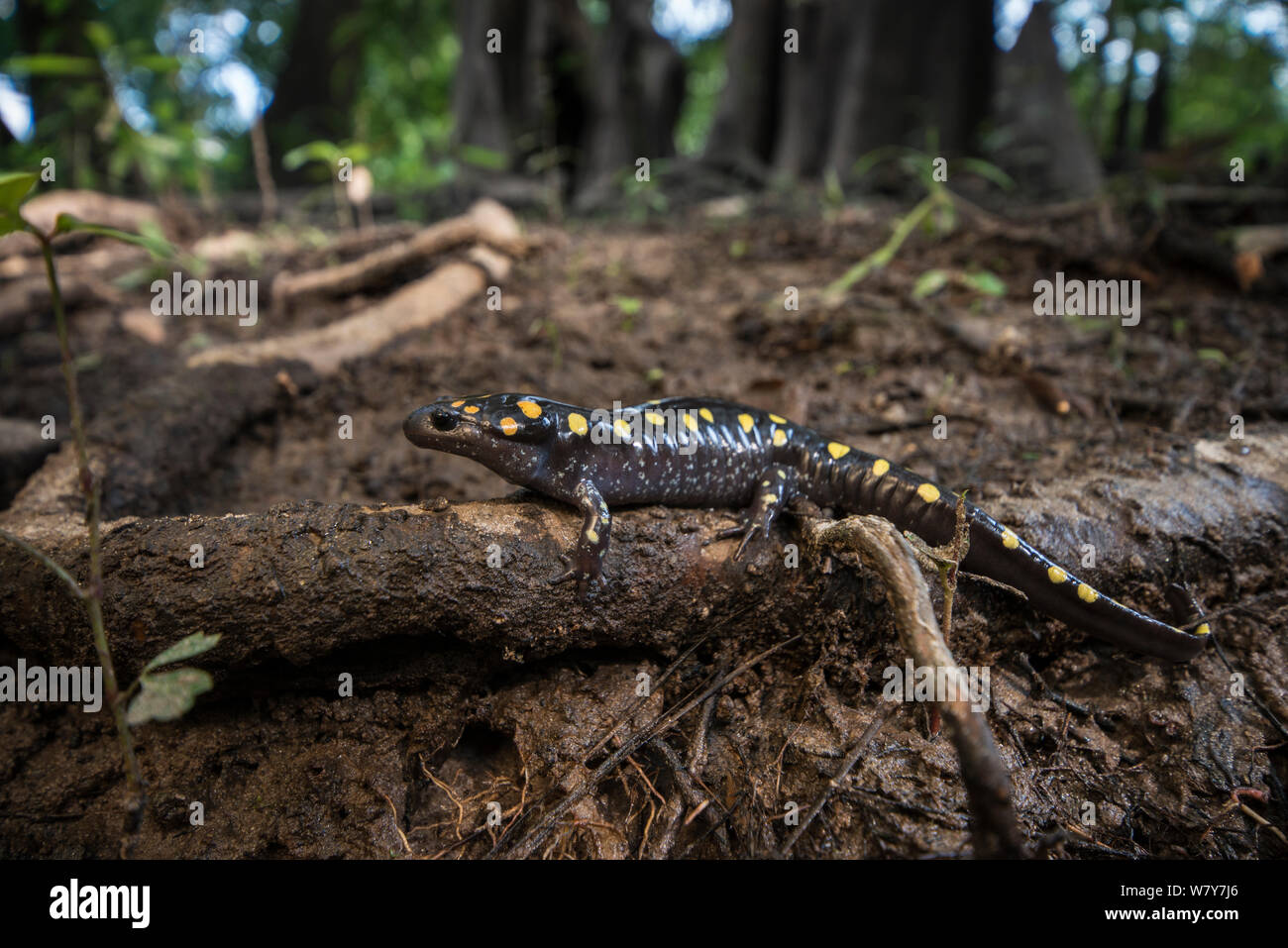Spotted salamander (Ambystoma maculatum) Orianne Indigo Snake Preserve, Telfair County, Georgia, USA, July. Captive, occurs in North America. Stock Photo