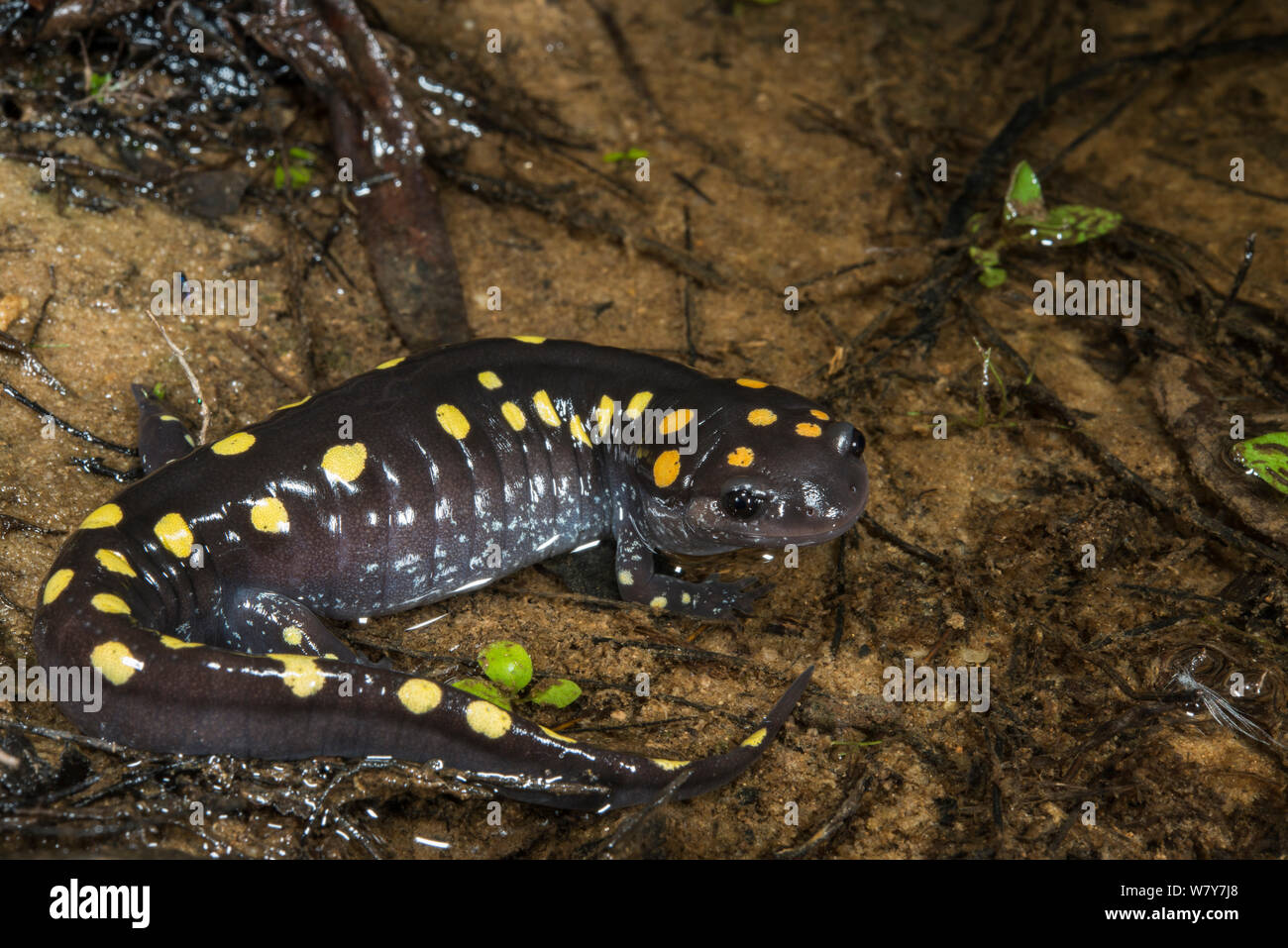 Spotted salamander (Ambystoma maculatum) Orianne Indigo Snake Preserve, Telfair County, Georgia, USA, August. Captive, occurs in North America. Stock Photo