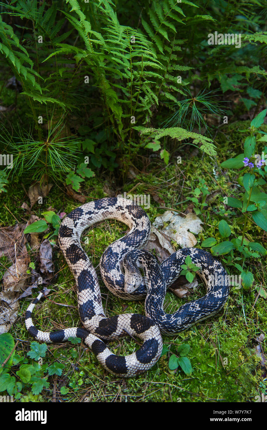 Northern pine snake (Pituophis melanoleucus). Captive, endemic to the Southeastern United States. Stock Photo
