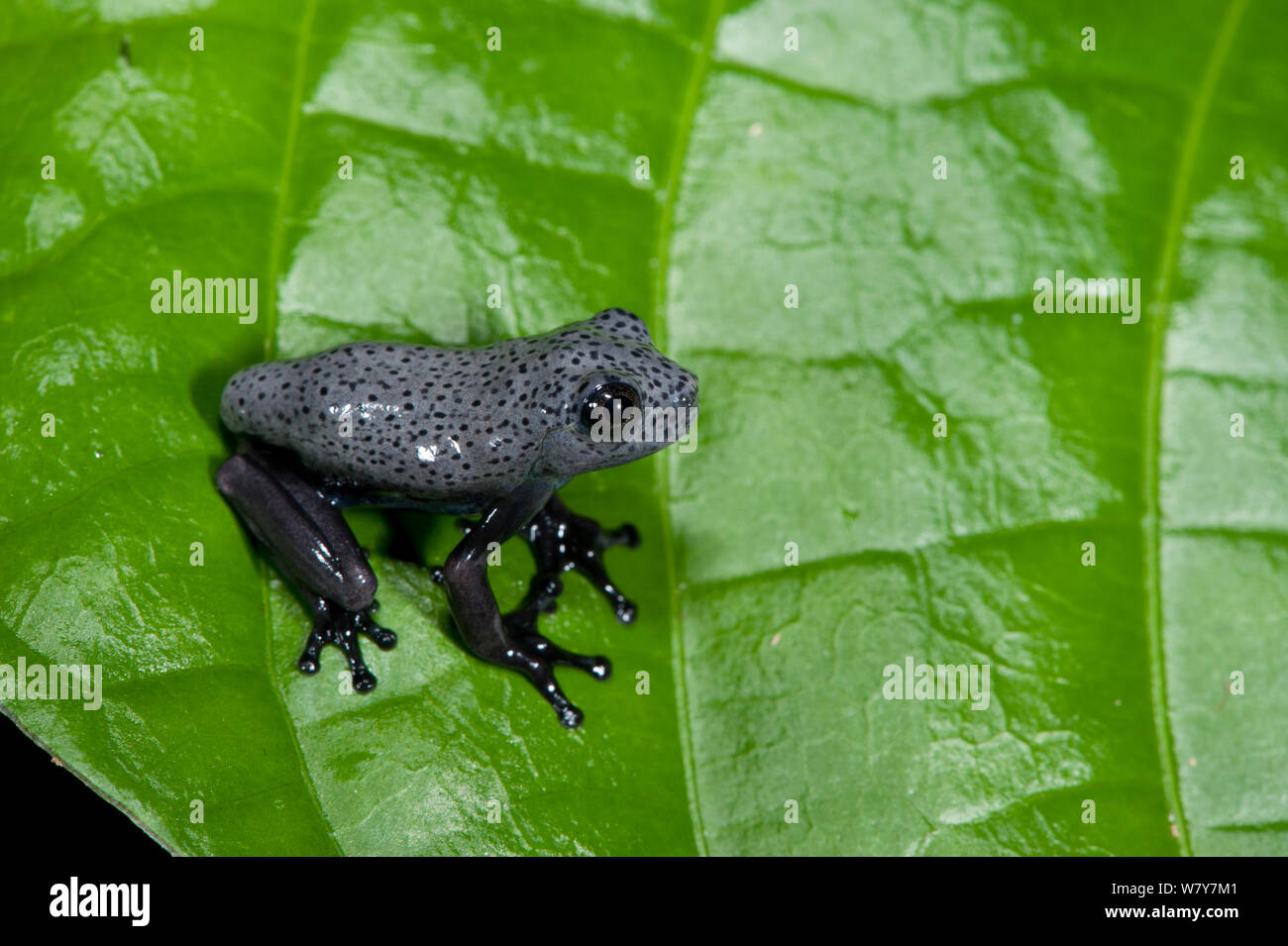 Tree frog (Hypsiboas geographicus) juvenile. Yasuni National Park, Amazon Rainforest, Ecuador.  South America. Stock Photo