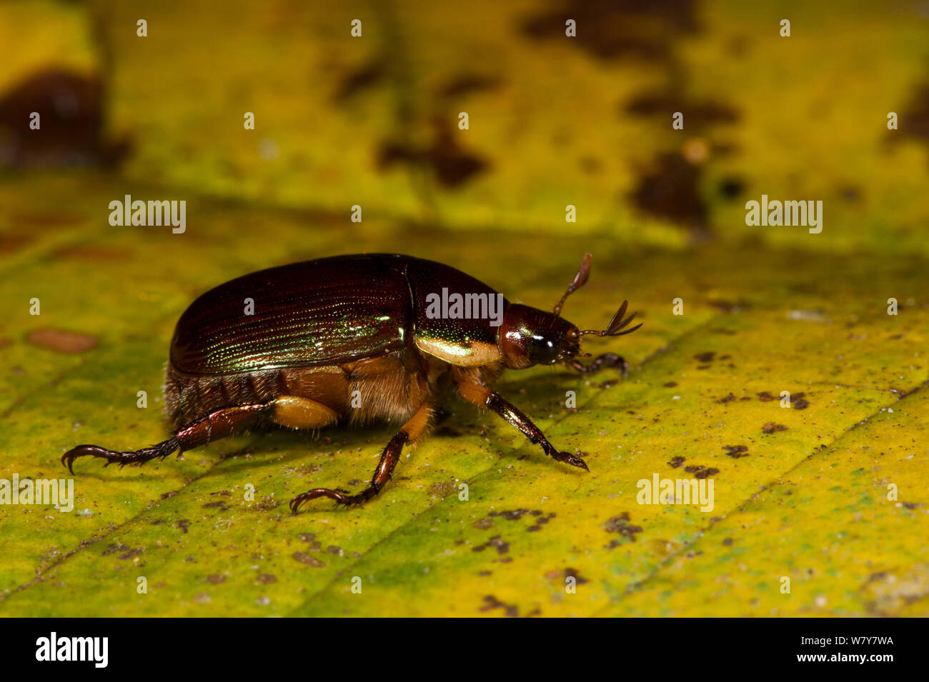Precious metal beetle (Pelidnota sumptuosa) Yasuni National Park, Amazon Rainforest, Ecuador.  South America Stock Photo