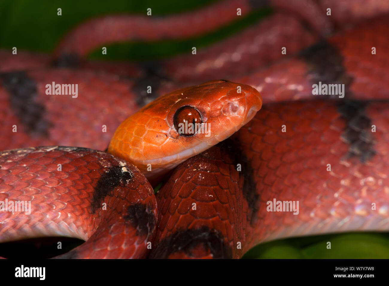 Tropical flat snake (Siphlophis compressus) Yasuni National Park, Amazon Rainforest, Ecuador.  South America. Stock Photo
