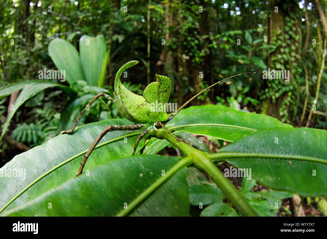 Leaf Katydid (Cycloptera speculata) Yasuni National Park, Amazon Rainforest, Ecuador, South America. Stock Photo