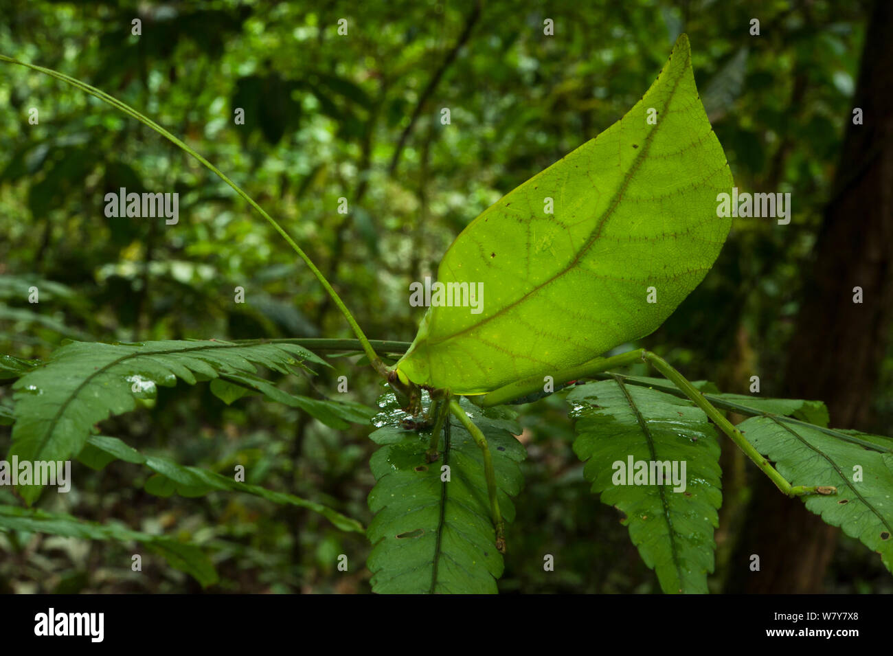 Leaf Katydid (Cycloptera speculata) camouflaged on leaf, Yasuni National Park, Amazon Rainforest, Ecuador, South America. Stock Photo