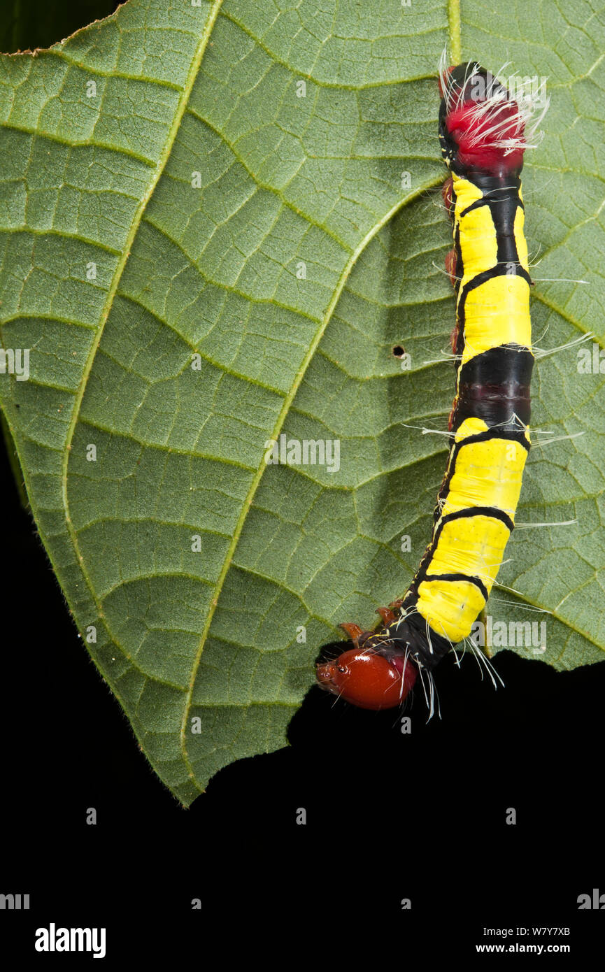 Wild Silk Moth Caterpillar (Saturniidae) Yasuni National Park, Amazon Rainforest, Ecuador, South America Stock Photo