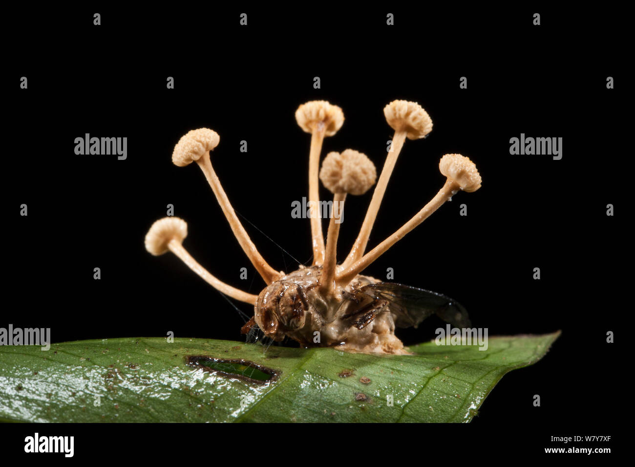 Cordyceps Fungus attacking fly (Cordyceps sp) Yasuni National Park, Amazon Rainforest, Ecuador, South America. Stock Photo