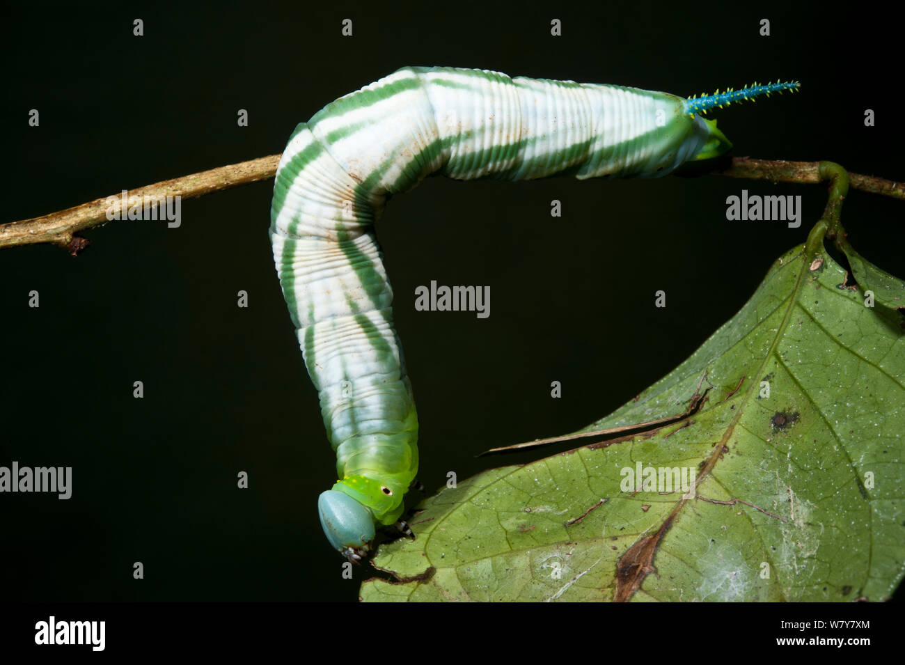 Tobacco Hornworm Caterpillar (Sphingidae) Yasuni National Park, Amazon