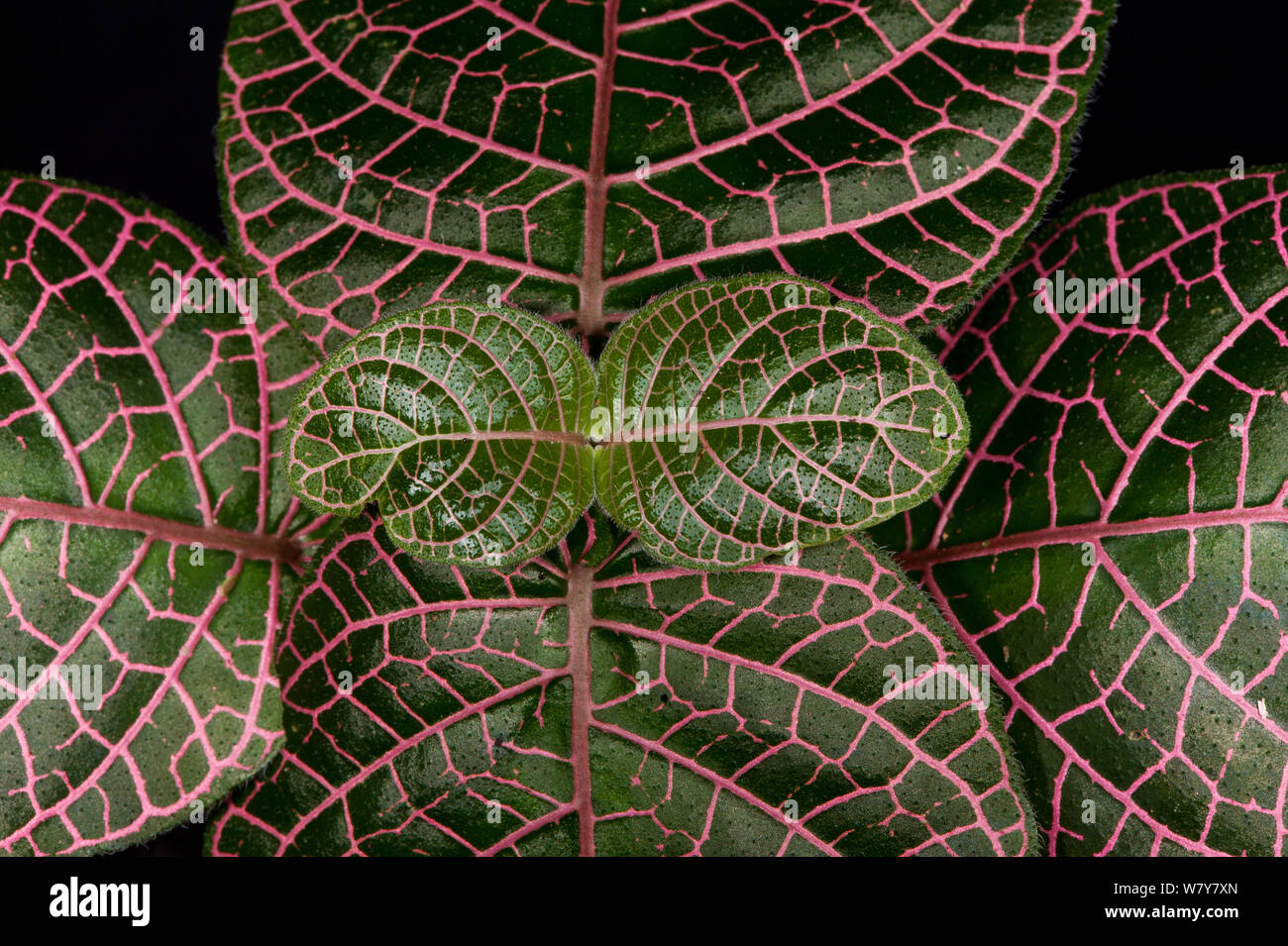 Understorey plant (Fittonia albivenis) Yasuni National Park, Amazon Rainforest, Ecuador, South America Stock Photo