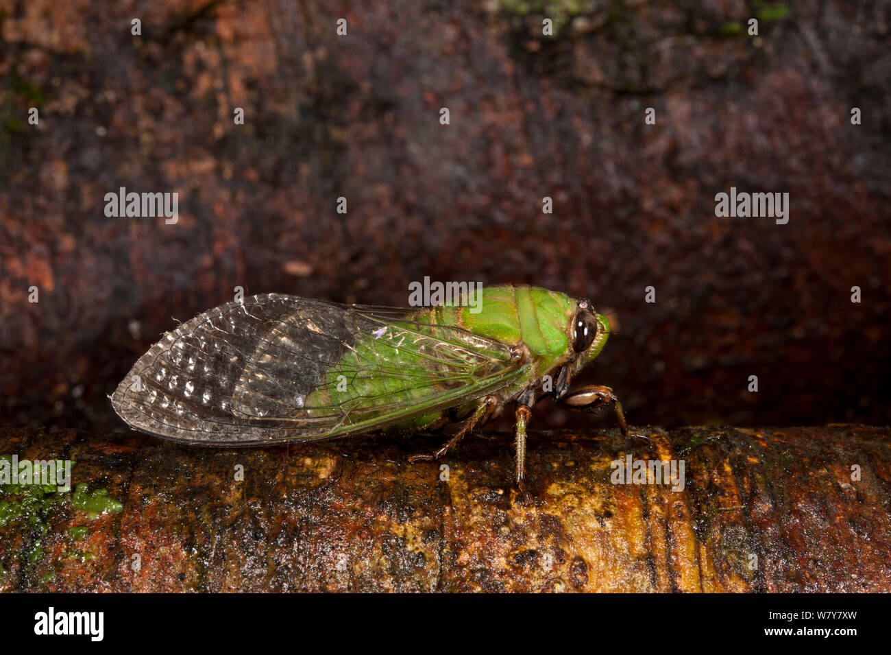 Cicada (Cicadoidea) Yasuni National Park, Amazon Rainforest, Ecuador, South  America Stock Photo - Alamy