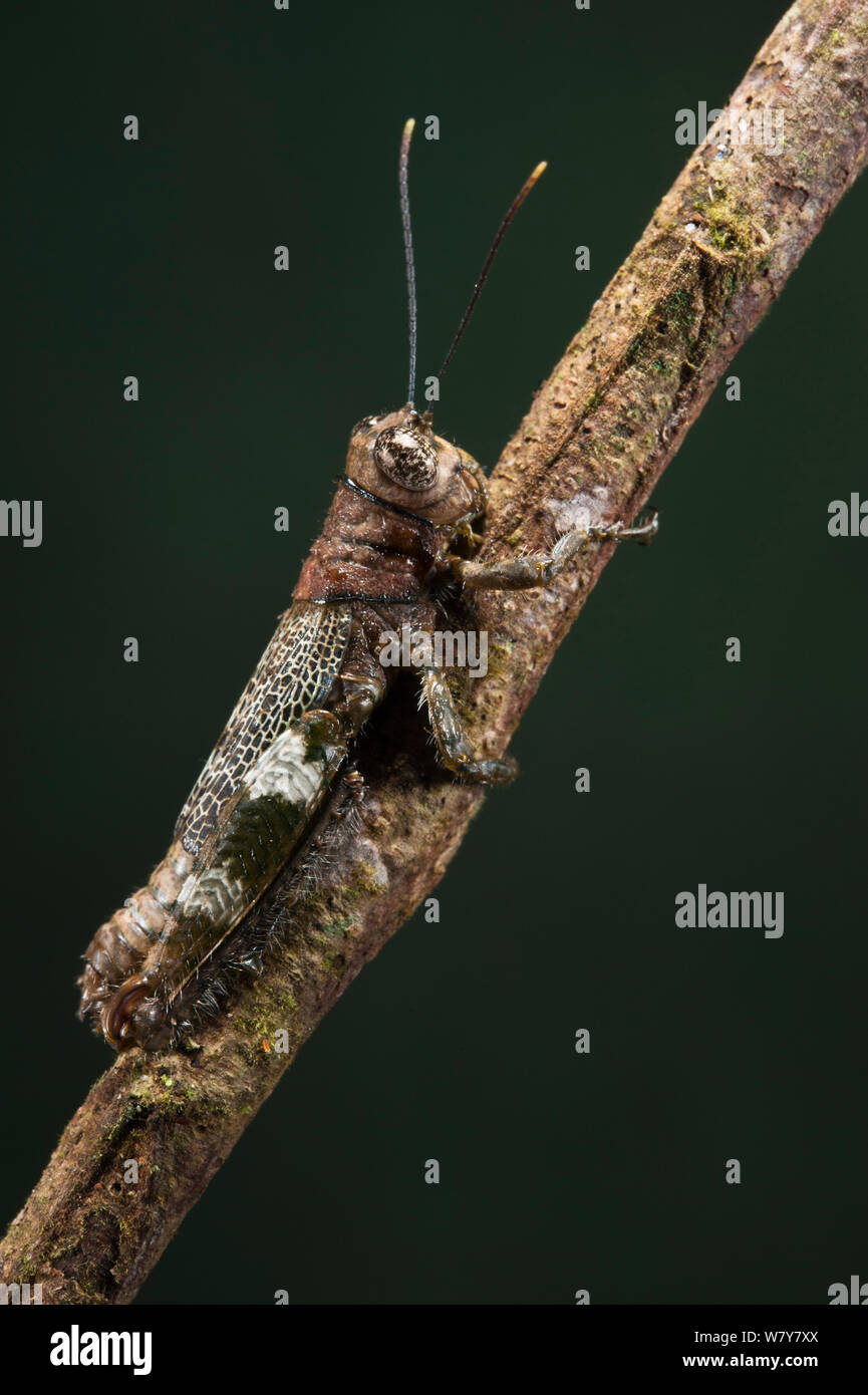 Bark Mimic Grasshopper (Acrididae) Yasuni National Park, Amazon Rainforest, Ecuador, South America Stock Photo