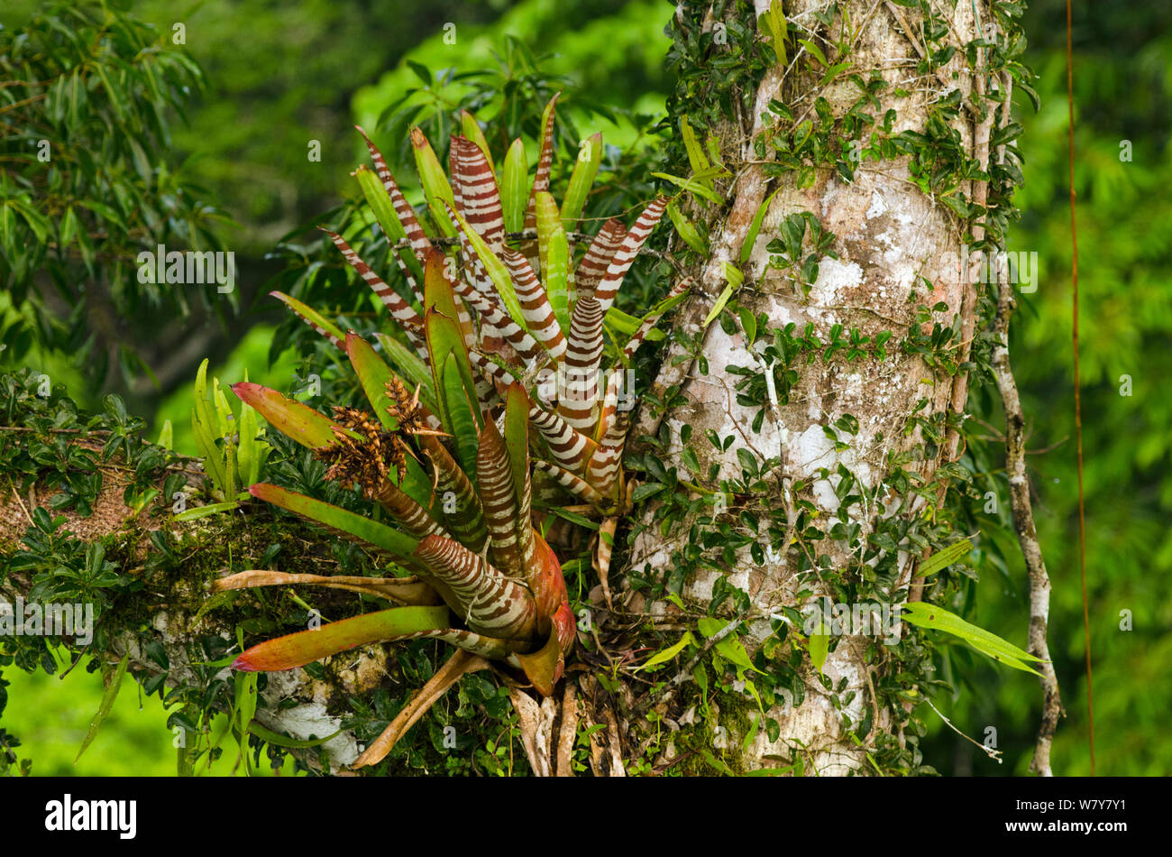 Zebra bromeliad (Aechmea zebrina) growing in canopy Yasuni National Park, Amazon Rainforest, Ecuador, South America Stock Photo