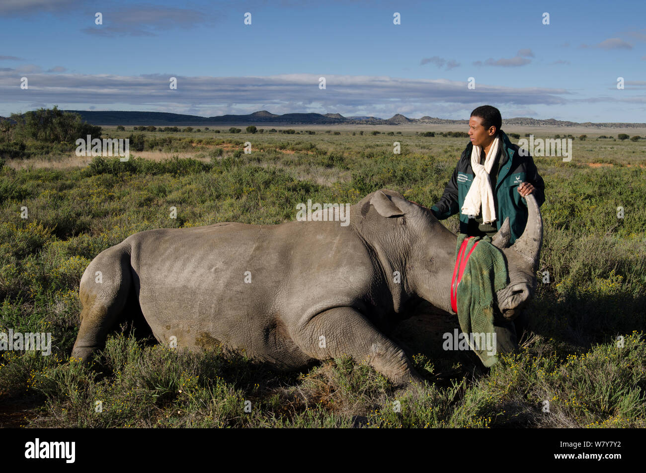 White rhinoceros (Ceratotherium simum) released in Great Karoo from Kruger National Park as part of population management scheme. With Cathy Dreyer of SANParks Veterinary Services. Private Reserve, South Africa. Endangered species. Stock Photo