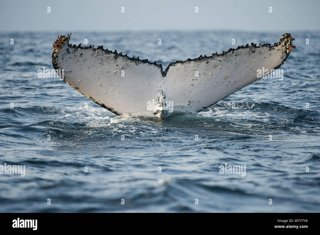 Humpback whale (Megaptera novaeangliae) fluke above surface, Eastern Cape, South Africa Stock Photo