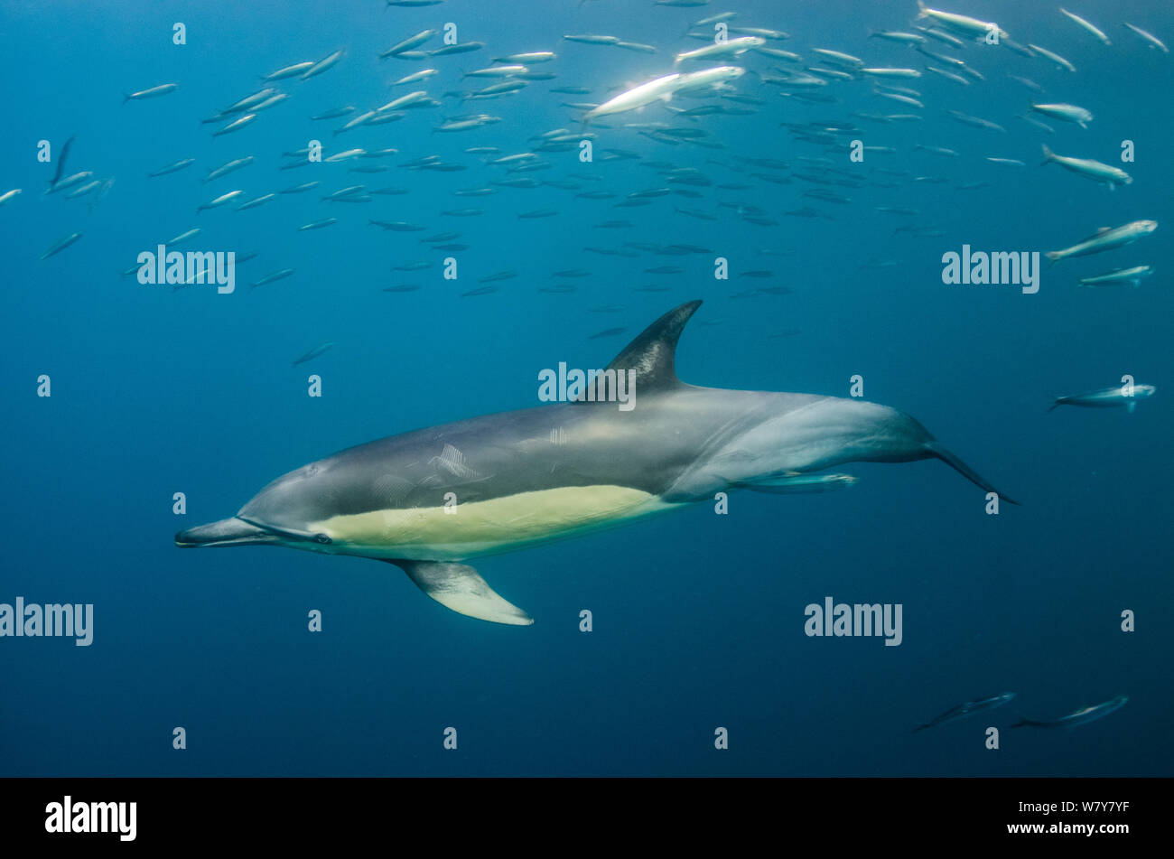 Long-beaked common dolphins (Delphinus capensis) feeding on Sardines, (Sardinops sagax) Eastern Cape, South Africa Stock Photo