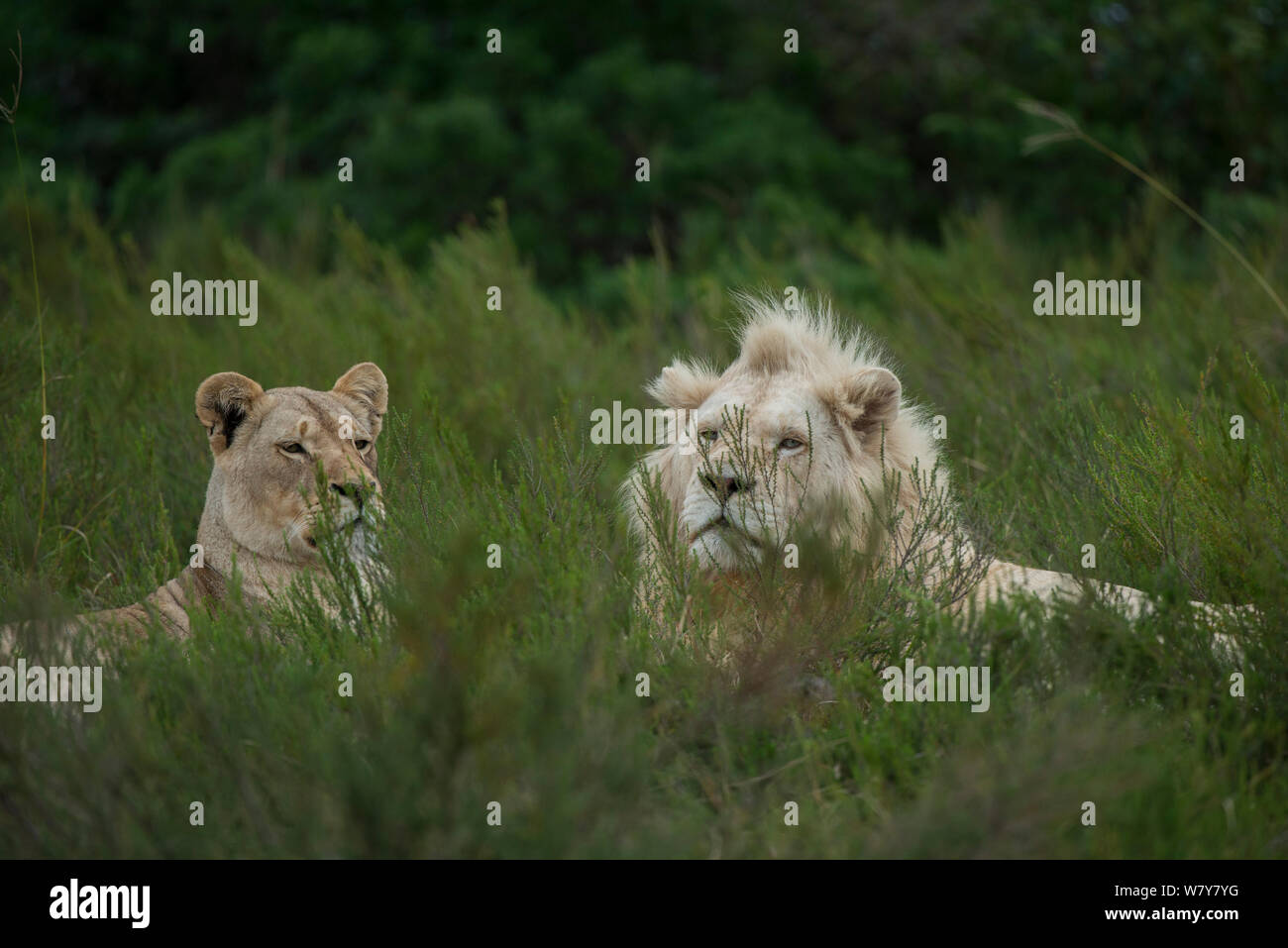 White (leucistic) lion (Panthera leo) and lioness Inkwenkwezi Private Game Reserve. Eastern Cape, South Africa. Captive bred. Stock Photo