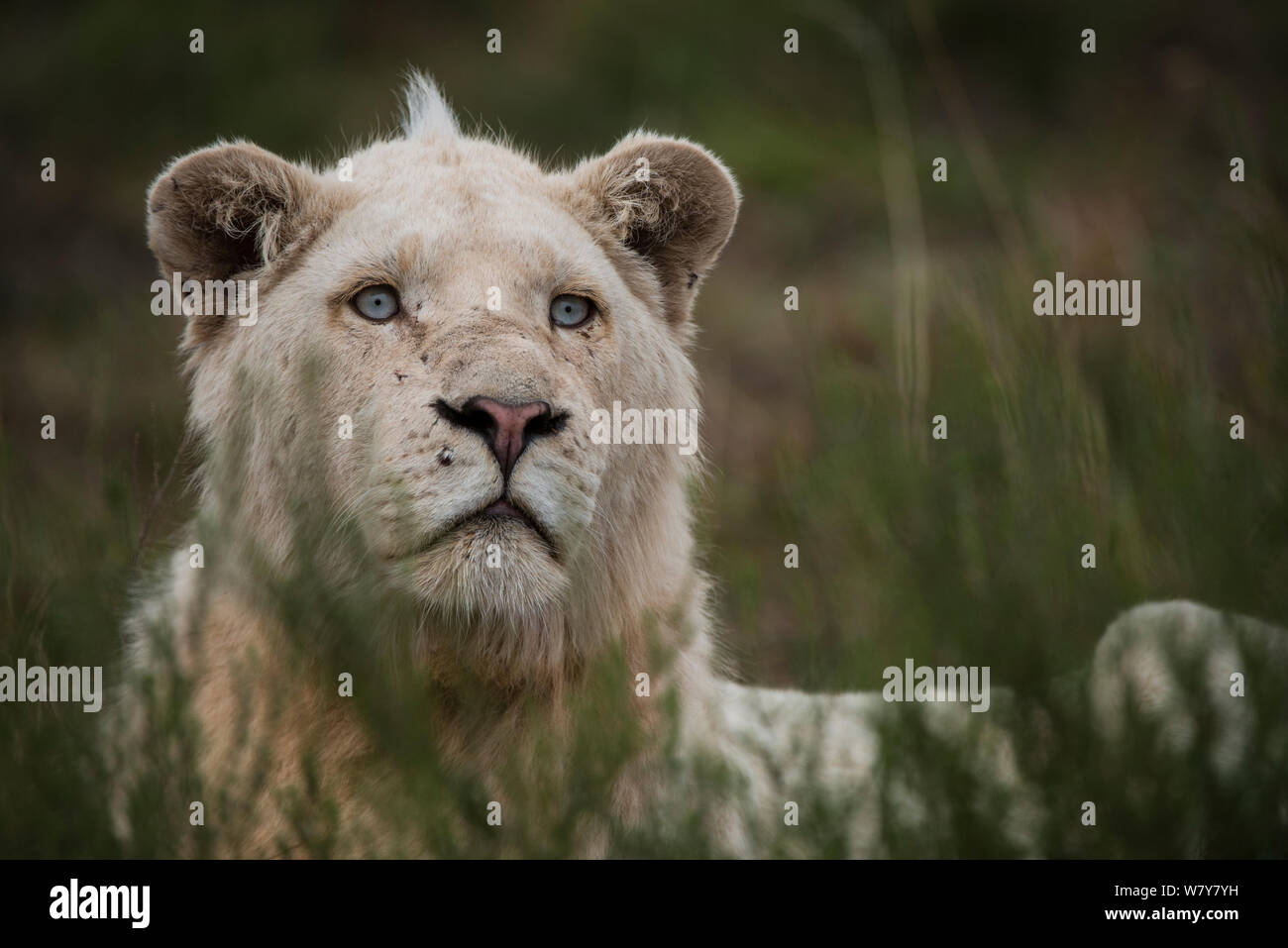 White (leucistic) lion (Panthera leo)  Inkwenkwezi Private Game Reserve. Eastern Cape, South Africa. Captive bred. Stock Photo
