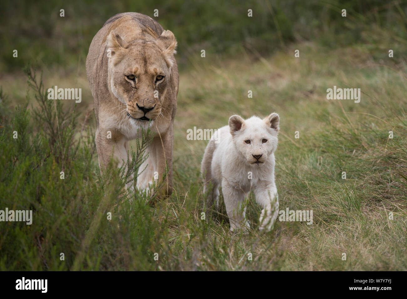 White (leucistic) lion (Panthera leo) cubs with mother walking behind, Inkwenkwezi Private Game Reserve. Eastern Cape, South Africa. Captive bred. Stock Photo