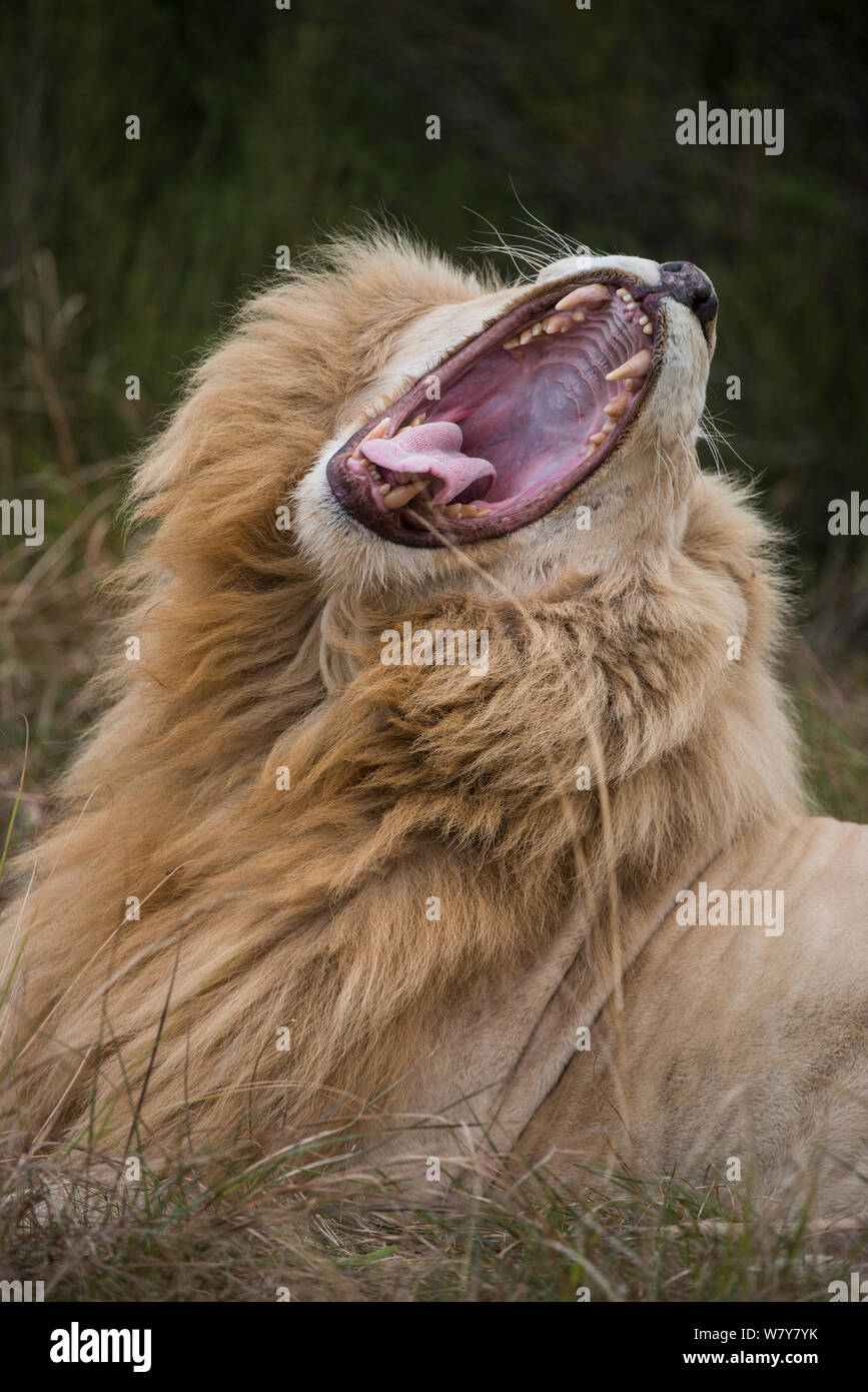 White (leucistic) lion (Panthera leo) yawning, Inkwenkwezi Private Game Reserve. Eastern Cape, South Africa. Captive bred. Stock Photo