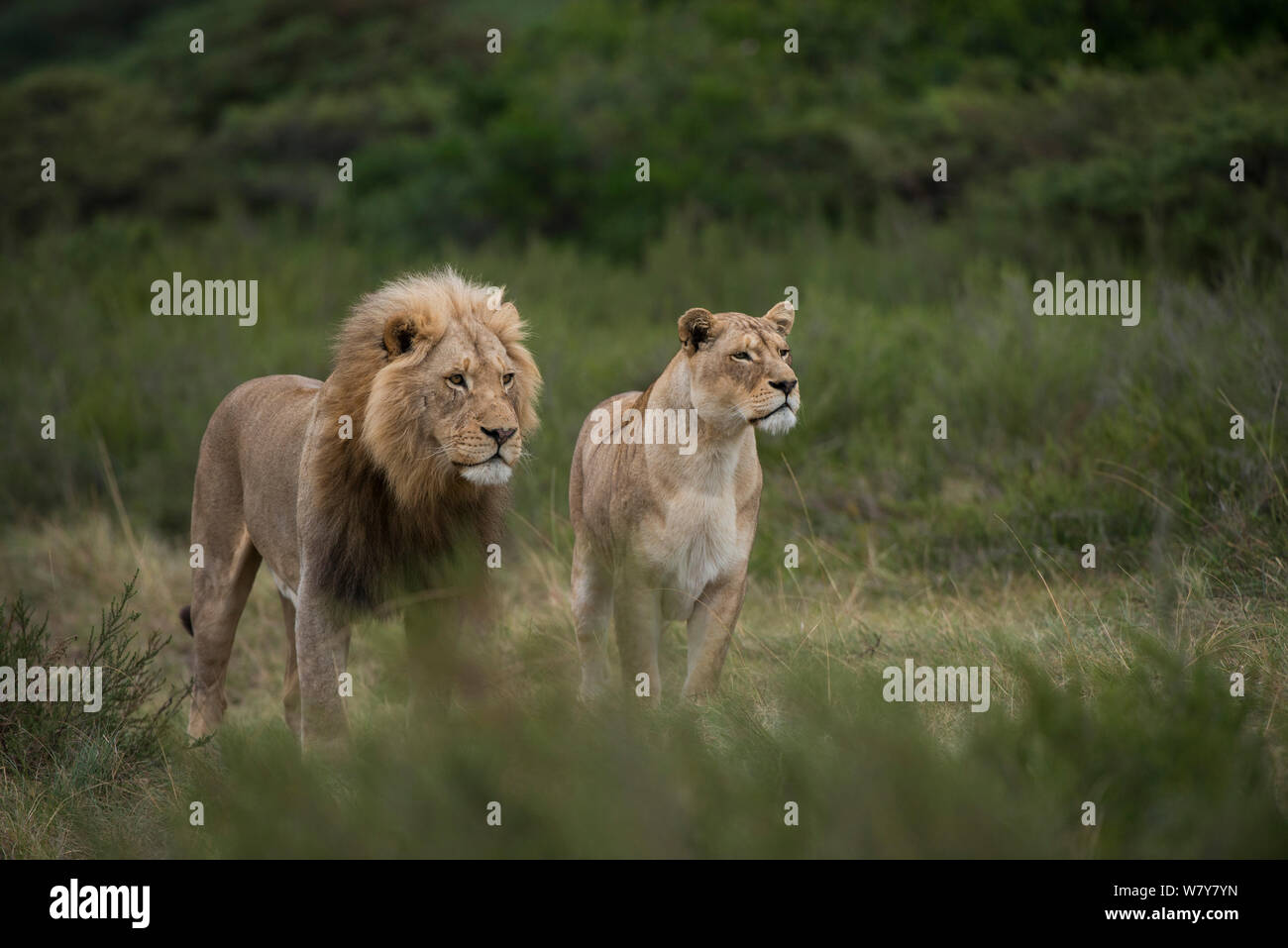 White (leucistic) lion (Panthera leo) and lioness Inkwenkwezi Private Game Reserve. Eastern Cape, South Africa. Captive bred. Stock Photo