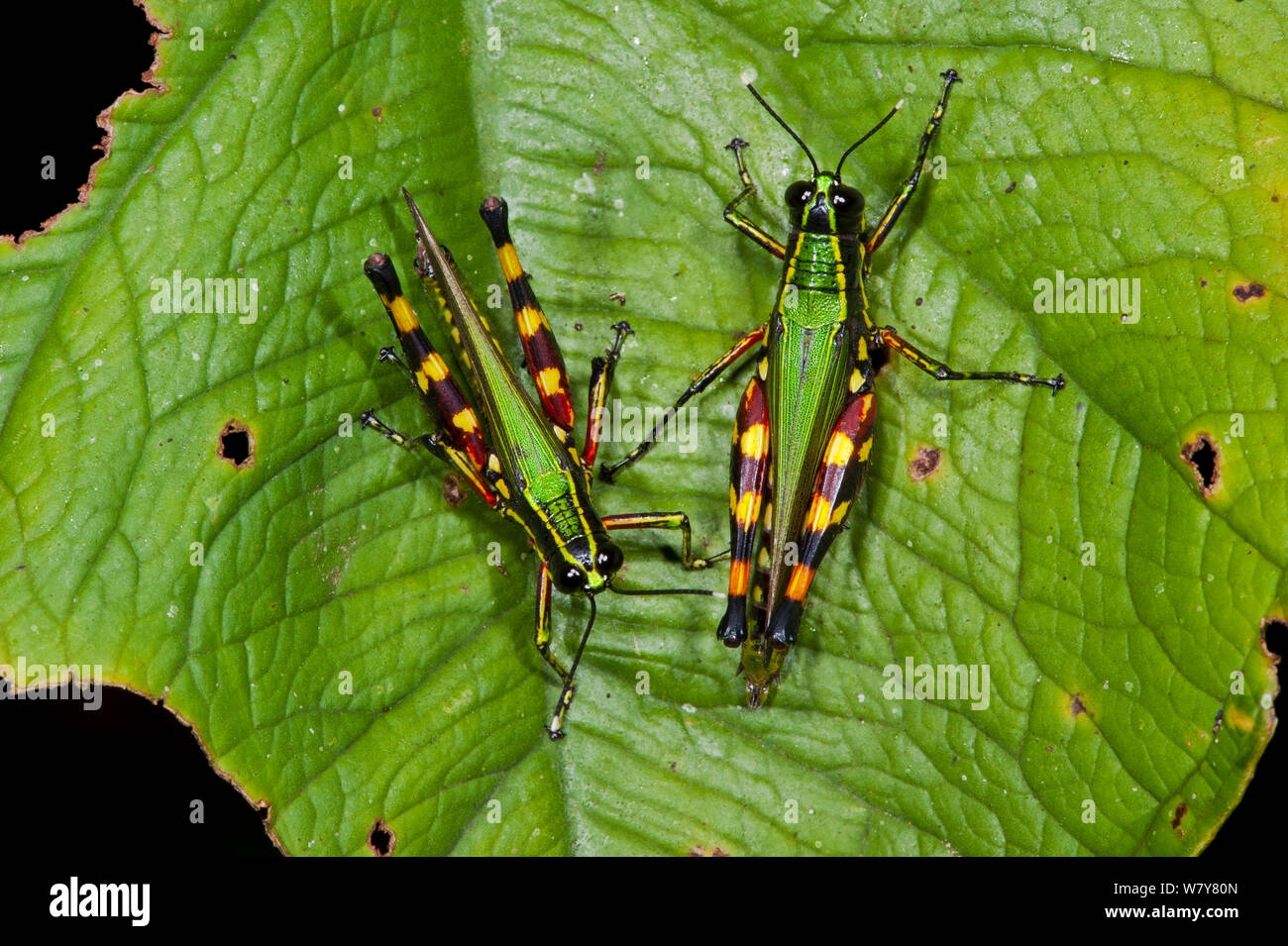 Acridid Short-horned Grasshopper (Ommatolampis perspicillata) Yasuni National Park, Amazon Rainforest, Ecuador, South America Stock Photo