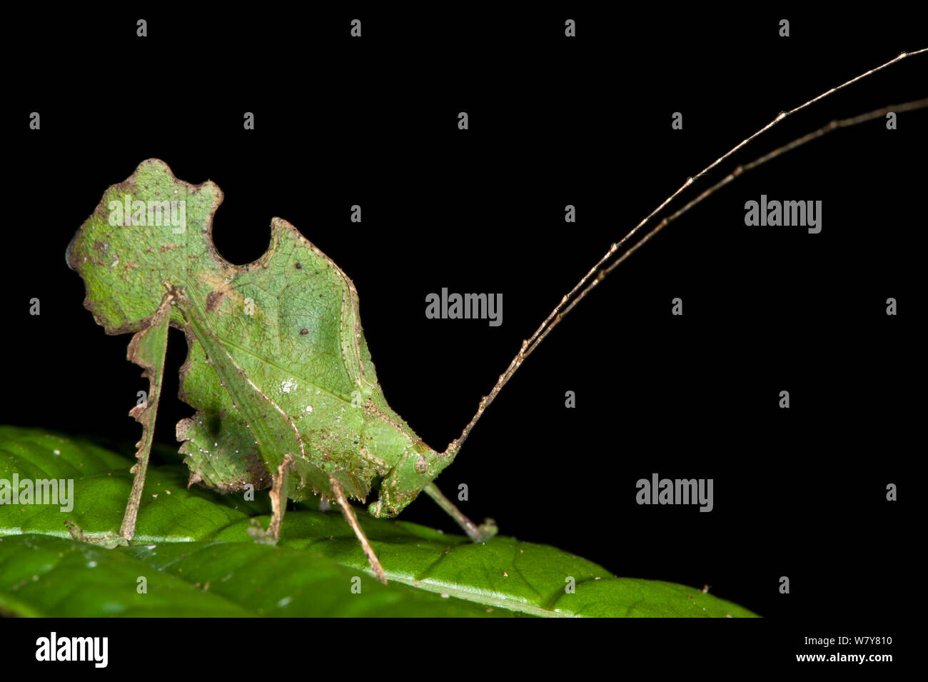 Bolivar&#39;s katydid (Typophyllum bolivari) male. Yasuni National Park, Amazon Rainforest, Ecuador, South America. Stock Photo