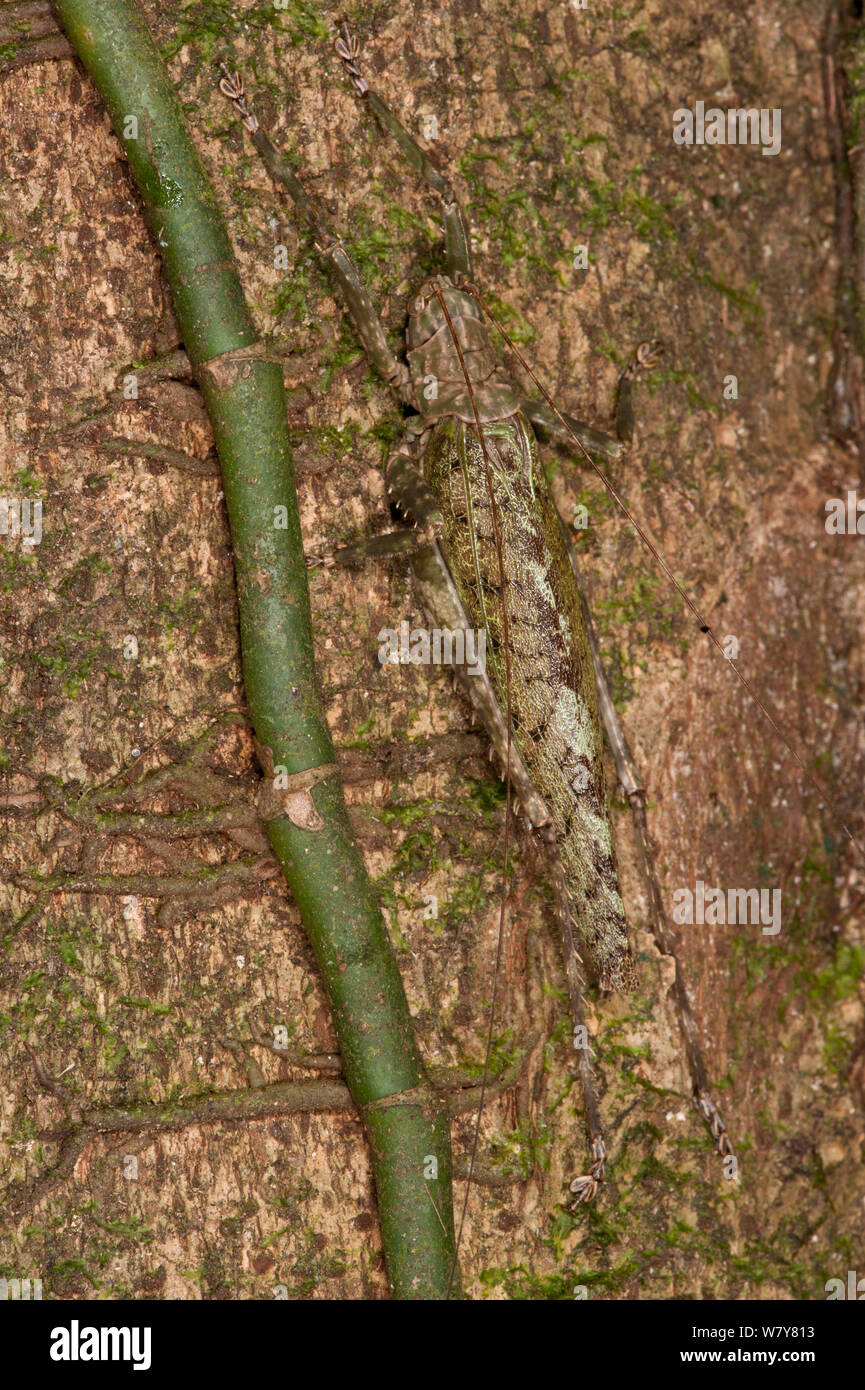 Camouflaged katydid (Leurophyllum consanguineum) Yasuni National Park, Amazon Rainforest, Ecuador, South America Stock Photo