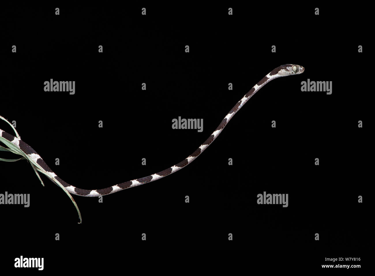 Blunthead tree snake (Imantodes cenchoa) juvenile hanging off branch, Yasuni National Park, Amazon Rainforest, Ecuador, South America. Stock Photo