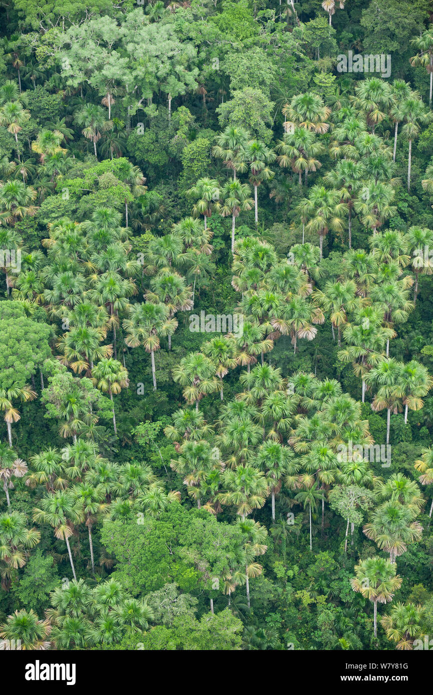 Aerial view of Moriche palms (Mauritia flexuosa) dominant tree species of Blackwater swamps. Yasuni National Park, Amazon Rainforest, Ecuador, South America Stock Photo