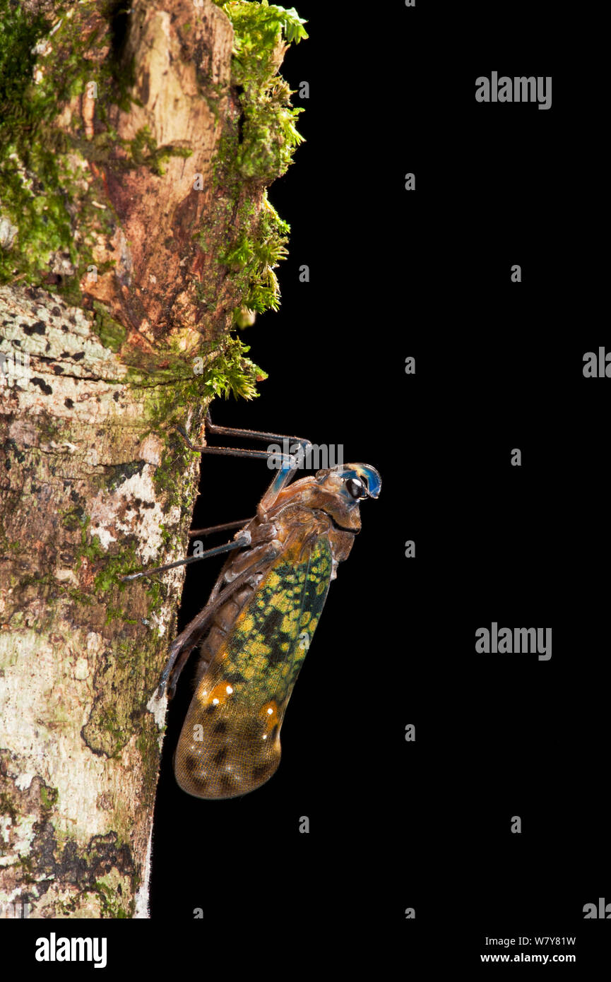 Fulgoroid plant-hopper (Flatidae) Yasuni National Park, Amazon Rainforest, Ecuador, South America Stock Photo